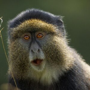 BEST PLACES FOR GOLDEN MONKEY TRACKING