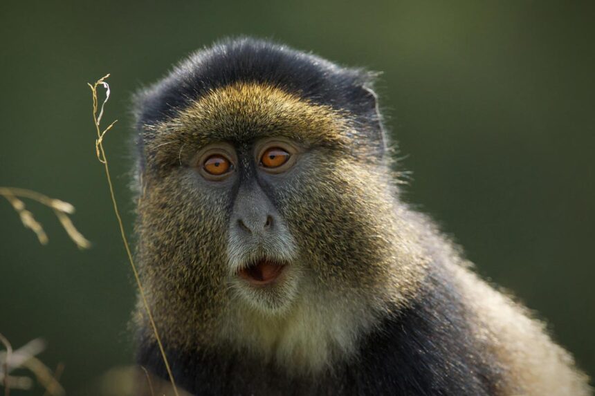 BEST PLACES FOR GOLDEN MONKEY TRACKING