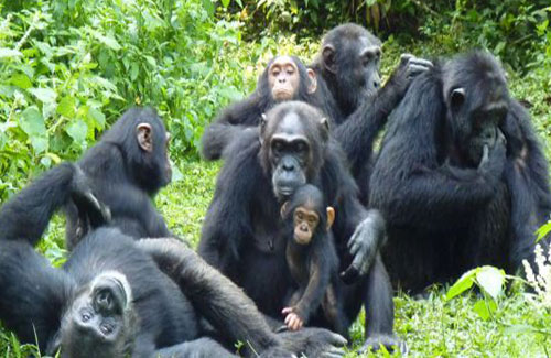 CHIMPANZEE HABITUATION EXPERIENCE
