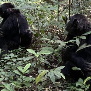 KALINZU FOREST RESERVE