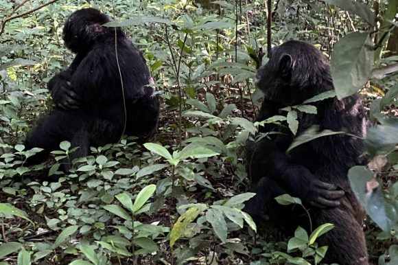 KALINZU FOREST RESERVE