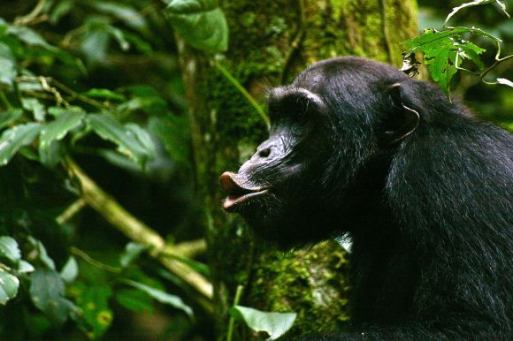 TOP THINGS TO DO AT BUDONGO FOREST