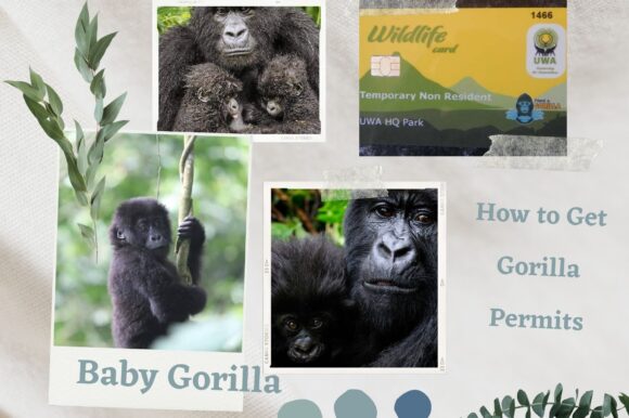 HOW DO I ACQUIRE A GORILLA PERMIT?