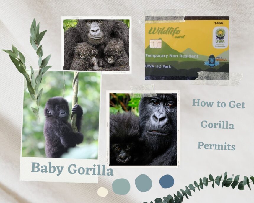 HOW DO I ACQUIRE A GORILLA PERMIT?