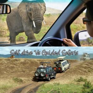 SELF-DRIVE VERSUS GUIDED SAFARIS