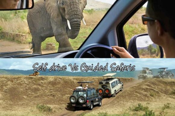 SELF-DRIVE VERSUS GUIDED SAFARIS
