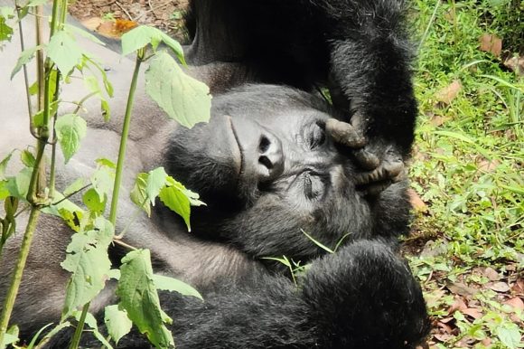 PRIMATE WATCHING IN RWANDA