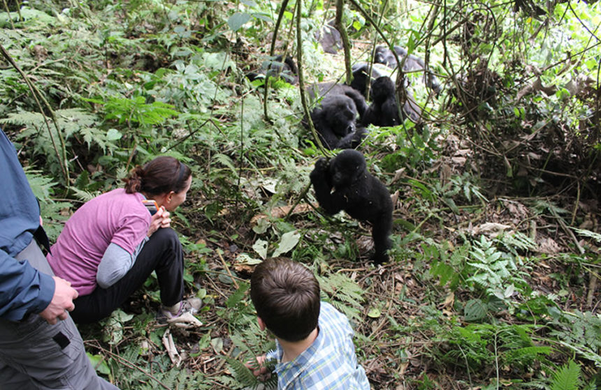 WHO CAN TRACK MOUNTAIN GORILLAS?