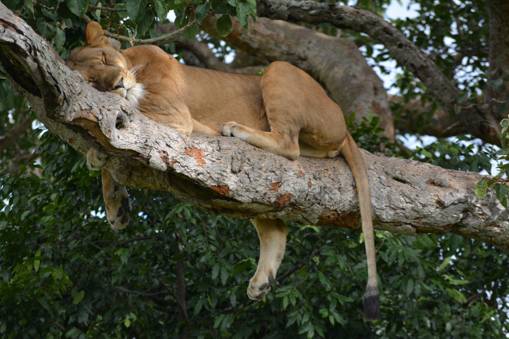 TREE CLIMBING LIONS