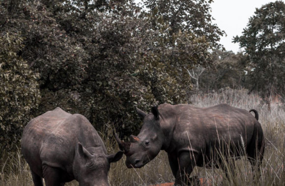 15 Days Uganda Gorillas & Wildlife Safari