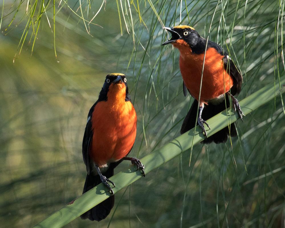 9 Days Rwanda Primates and Wildlife Safari