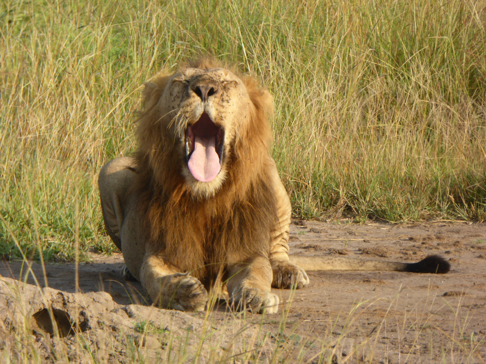 9-Day Gorilla Trekking In Uganda And African Big Five