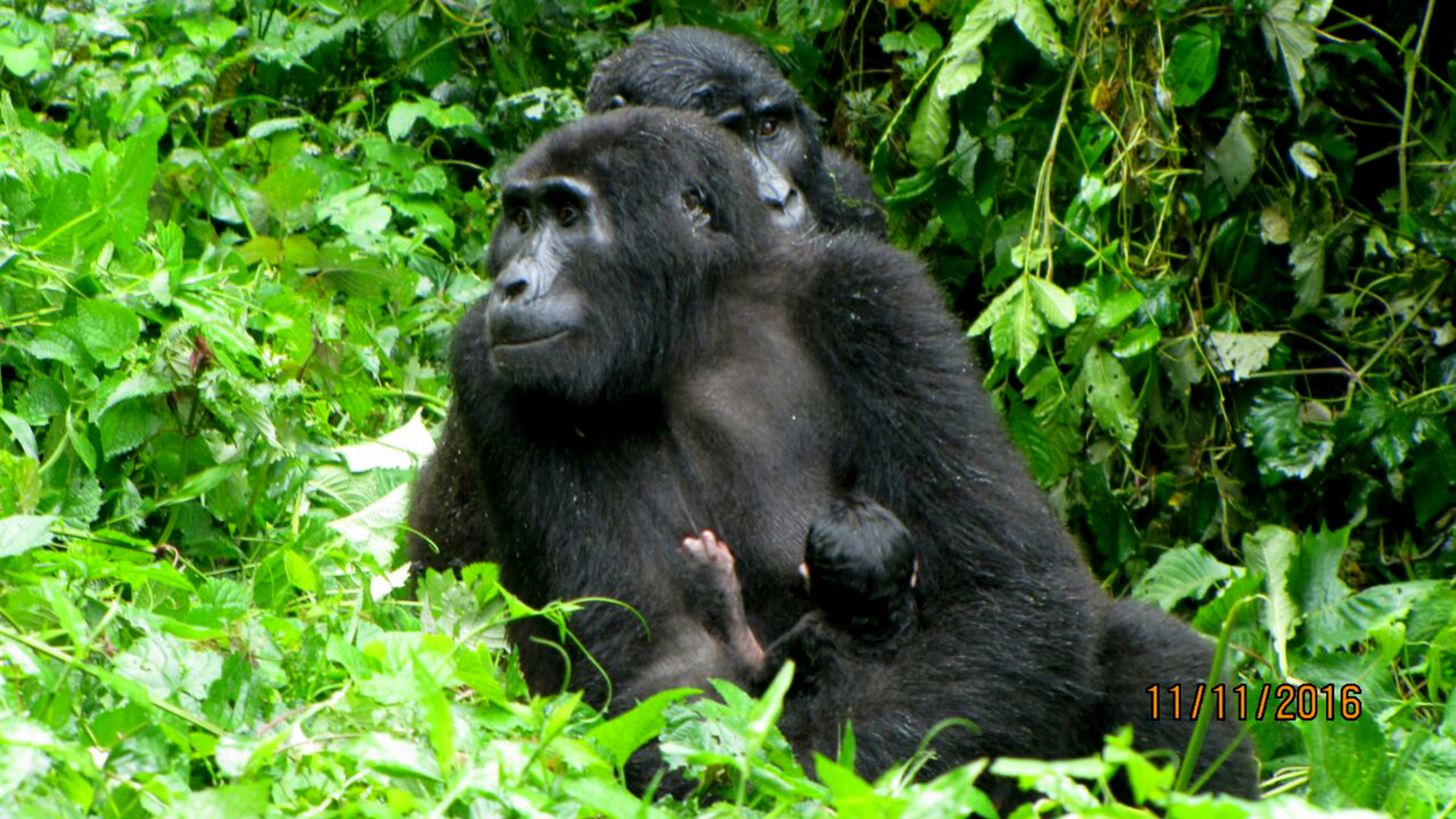 8 Days Rwanda Gorillas and Nature Adventure