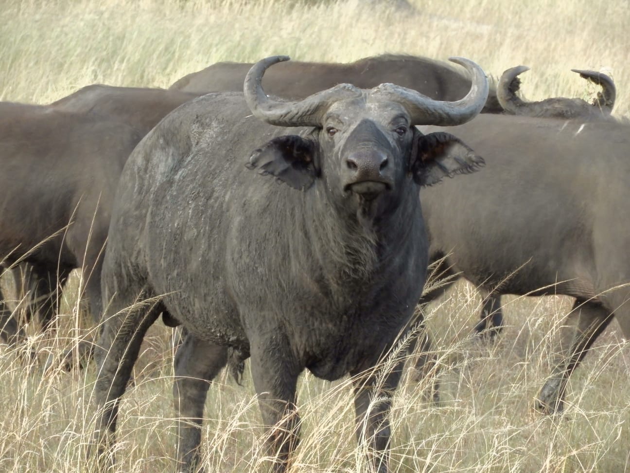 8 Days Kidepo Valley National Park And Murchison Falls