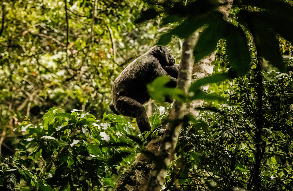 15 Days Rwanda Safari With Gorilla Trekking