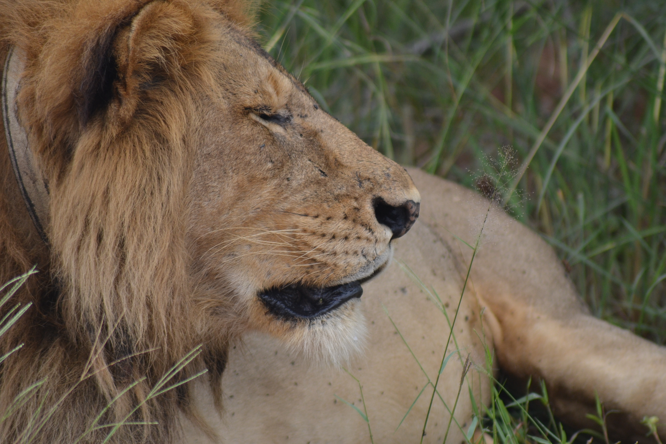 10 Days Uganda Gorillas and Big 5 Safari