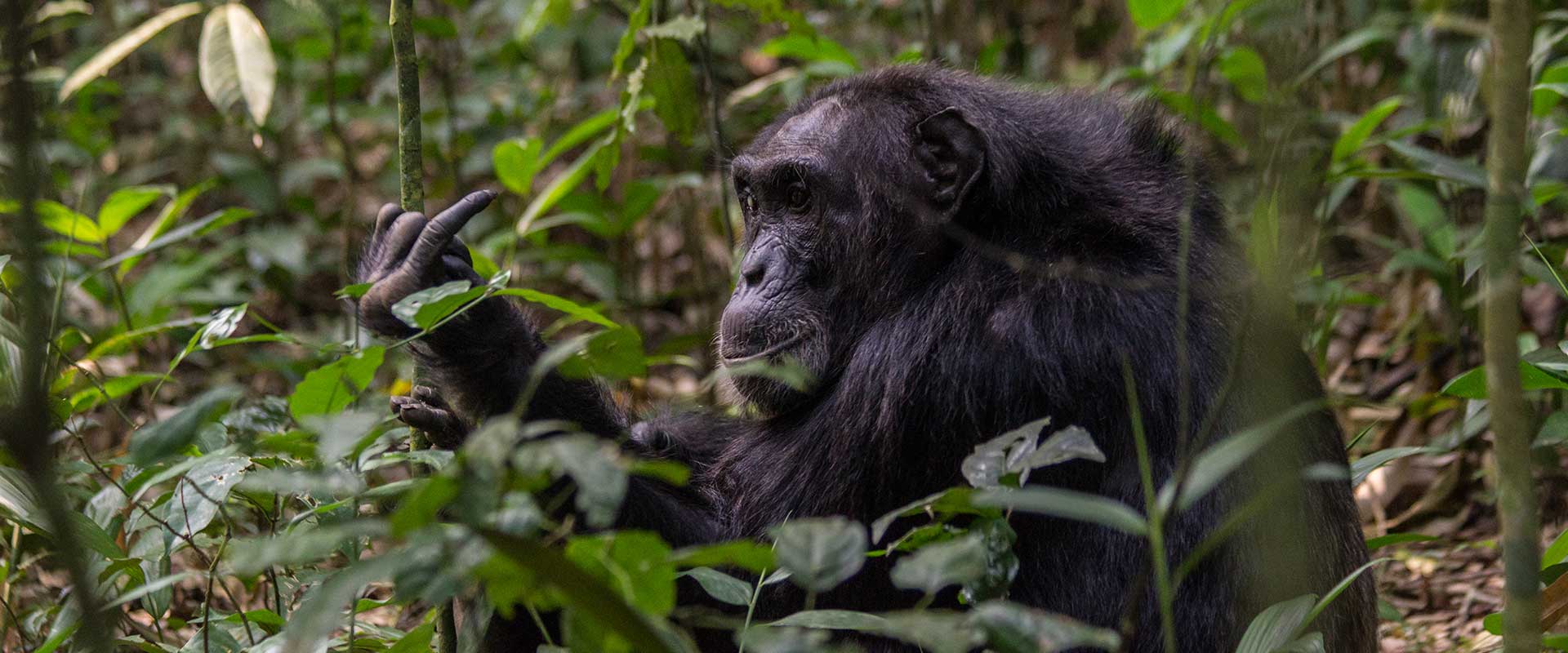 7 Days Uganda Gorillas, Chimps And Wildlife Safari