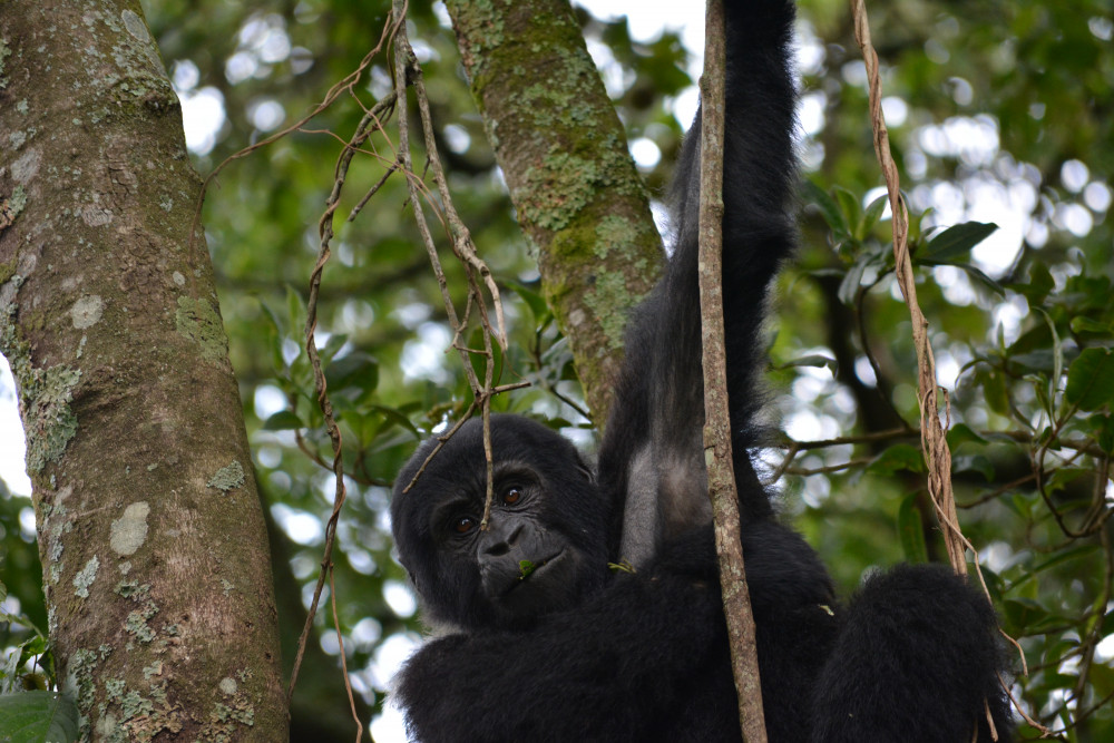 Where to go for Gorilla Trekking Safaris