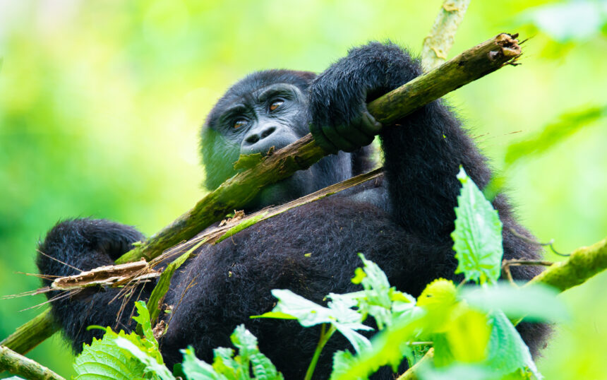 CAN I TRACK GORILLAS IN UGANDA FROM RWANDA?
