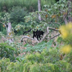 BUGOMA CENTRAL FOREST RESERVE