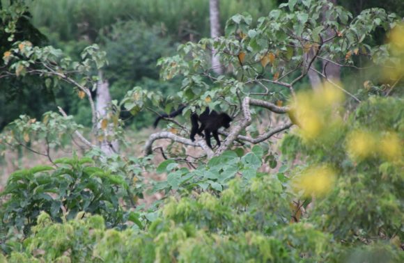 BUGOMA CENTRAL FOREST RESERVE