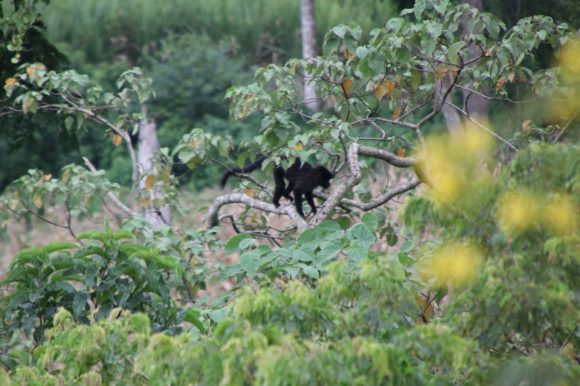 BUGOMA CENTRAL FOREST RESERVE