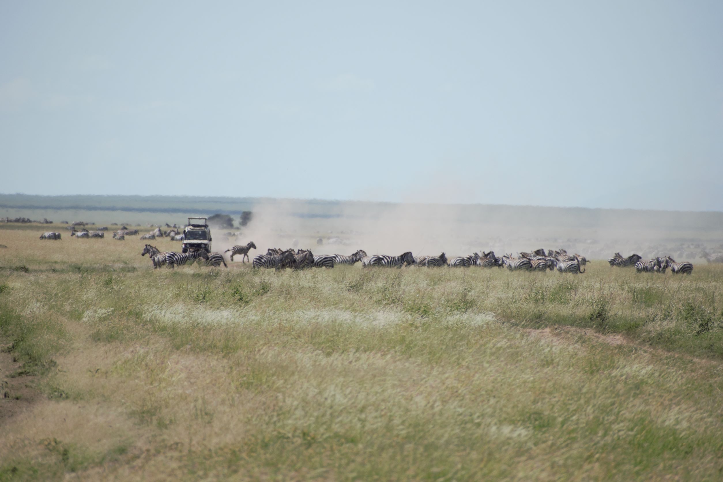 8 Days Tanzania Wilderness Safari