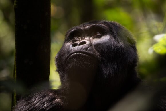 it is possible to track uganda gorillas from rwanda