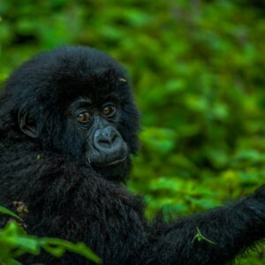 3 DAYS RWANDA GORILLA TREKKING SAFARI
