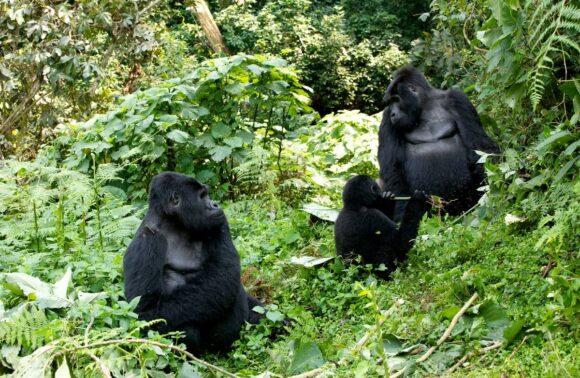 6 Days Gorillas, Chimps And Wildlife Safari