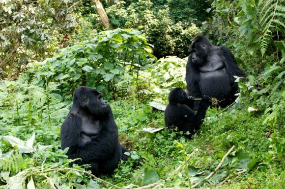 WHY YOU SHOULD TRACK MOUNTAIN GORILLAS