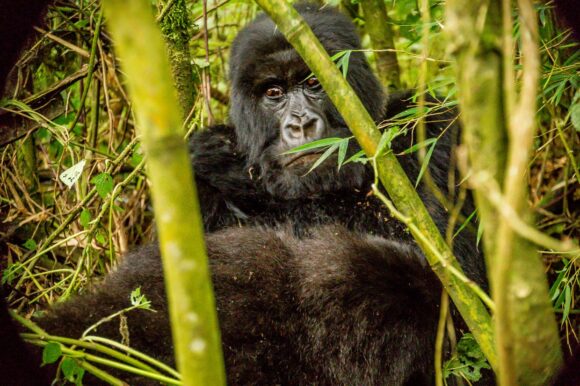 GORILLA TRACKING IN RWANDA
