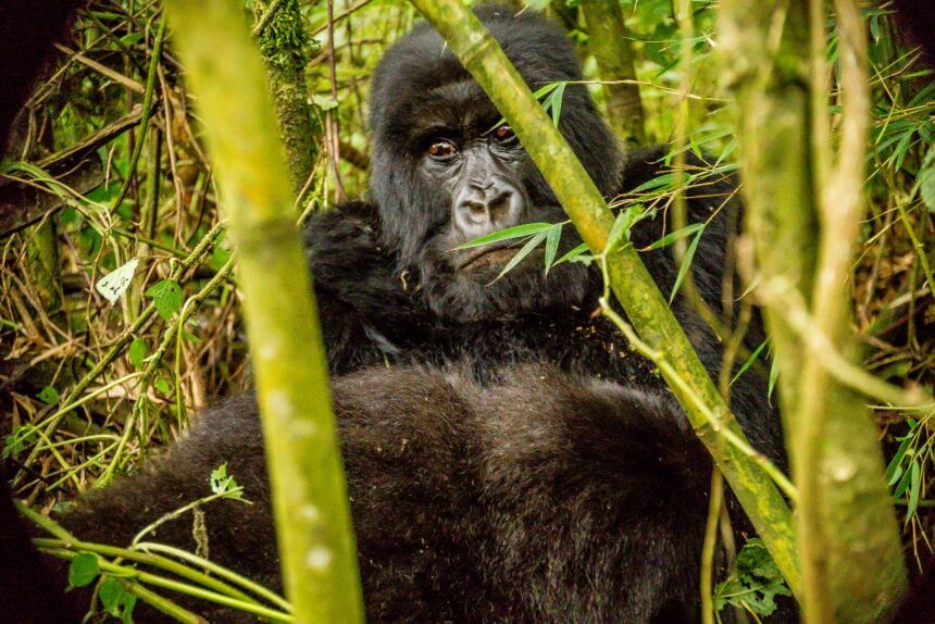 GORILLA TRACKING IN RWANDA