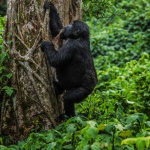 Gorilla Trekking in Africa