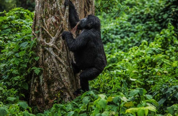 Gorilla Trekking in Africa