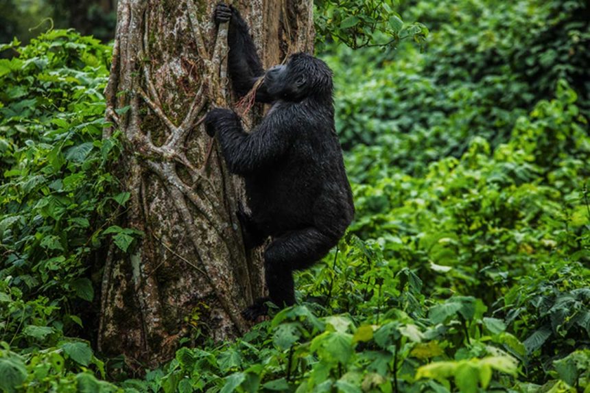 Gorilla Trekking in Africa