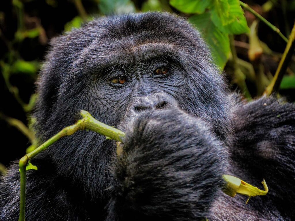 Rwanda mountain gorillas