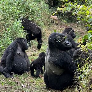 5 Days Gorillas and Chimps of Rwanda